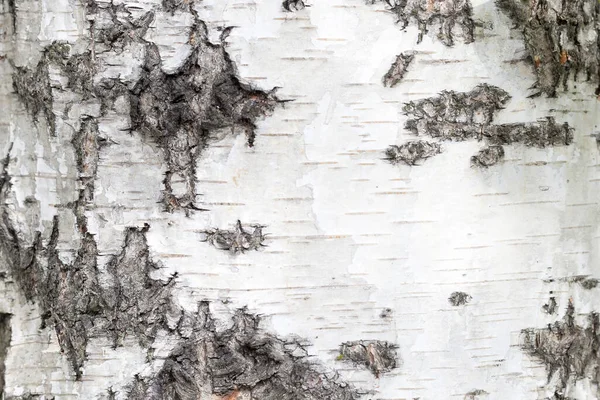 Light Dark Birch Texture — Stock Photo, Image