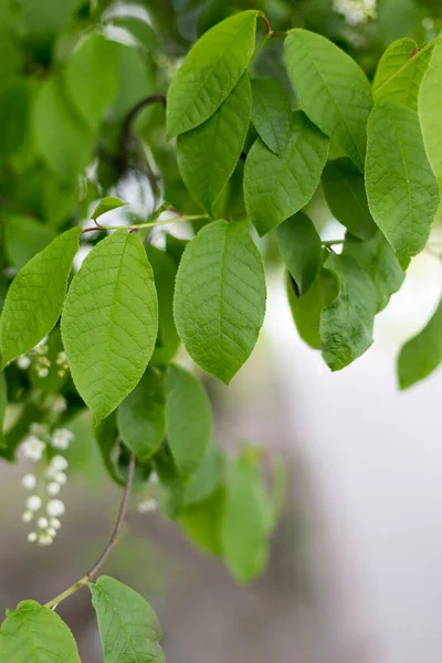 Green Frame Covered Leaves — Stock Photo, Image