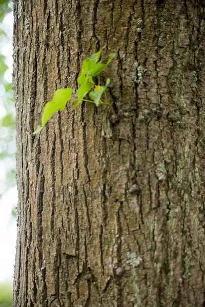 Wooden Texture Green Leaves High Quality Photo — Stock Photo, Image