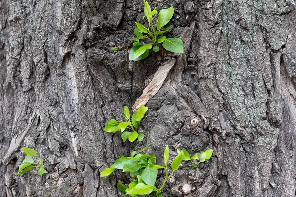 Wooden Texture Green Leaves High Quality Photo — Stock Photo, Image