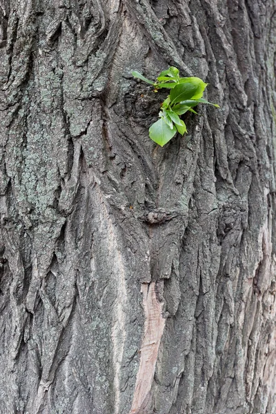 Wooden Texture Green Leaves High Quality Photo — Stock Photo, Image