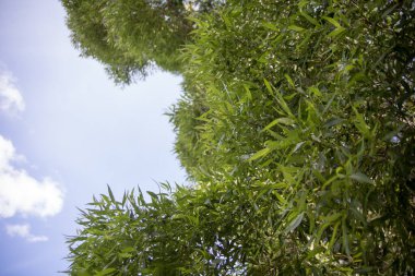 Yaz günü yeşil yapraklar. Yüksek kaliteli fotoğraf.