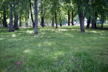 Park Petergof 'da Yeşil Ağaçlar ve Çimenler. Yüksek kalite fotoğraf