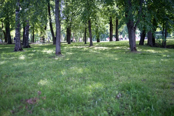 Groene Bomen Gras Het Park Petergof Hoge Kwaliteit Foto — Stockfoto
