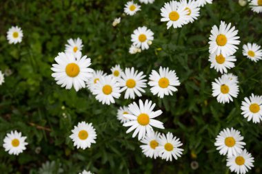 Arka planda papatya çayı. Doğa beyaz, sarı ve yeşil. Yüksek kalite fotoğraf