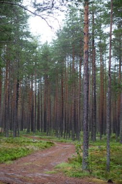 Karelia 'da yaz aylarında orman yolu. Yüksek kalite fotoğraf