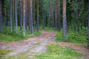 Karelia 'da yaz aylarında orman yolu. Yüksek kalite fotoğraf