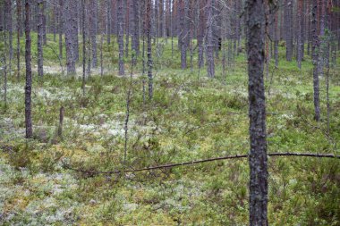 Ağaçlı ve yosunlu orman, ortadaki noktaya odaklan.