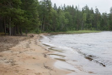 Karelia 'daki ormanın yakınındaki gölün kumlu kıyısı.