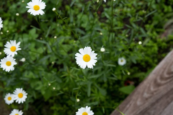 Chamomiles Grass Background Nature White Yellow Green High Quality Photo — Stock Photo, Image