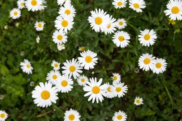 Chamomiles Grass Background Nature White Yellow Green High Quality Photo — Stock Photo, Image