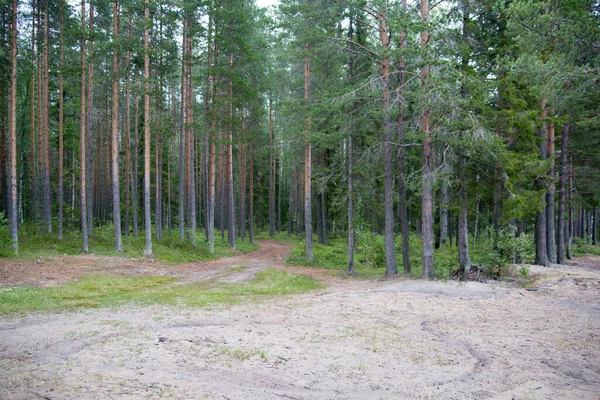 Lesní Cesta Létě Karelii Kvalitní Fotografie — Stock fotografie