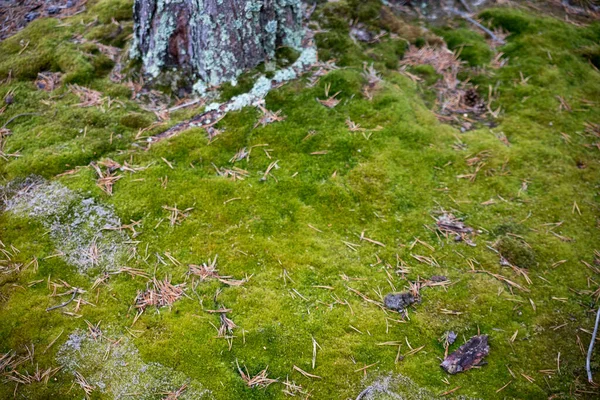 Moss Floresta Concentra Chão Carélia Foto Alta Qualidade — Fotografia de Stock