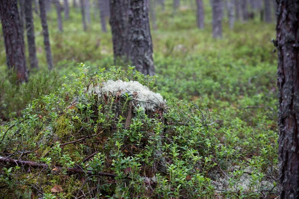 Mousse Blanche Verte Dans Forêt Concentrer Sur Sol Carélie Photo — Photo