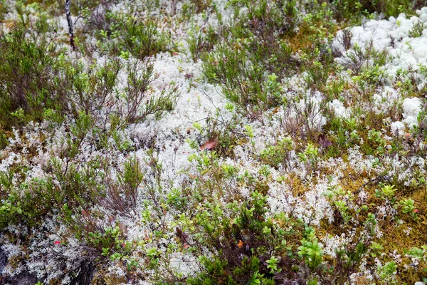 Mousse blanche dans la forêt, concentrez-vous sur le sol. Carélie — Photo