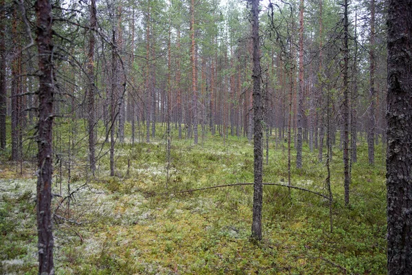 Foresta con alberi e muschio, concentrarsi sul punto centrale — Foto Stock