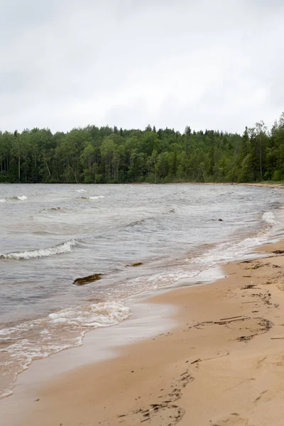 Zandoever van het meer in de buurt van het bos in Karelia — Stockfoto