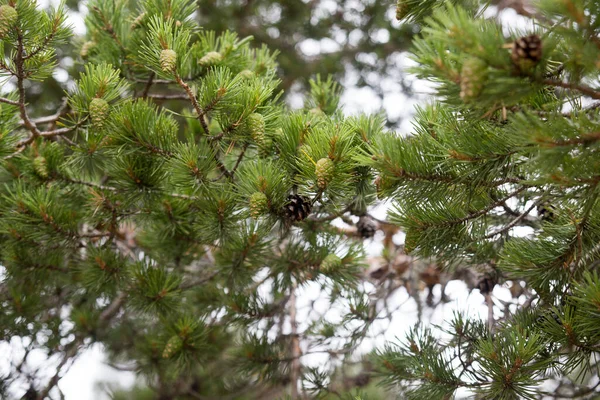 Antigos e novos cones de pinheiro perto tiro na floresta — Fotografia de Stock