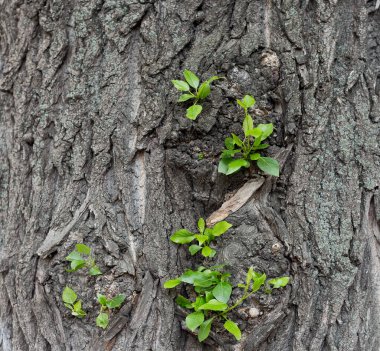 Üzerinde yeşil yapraklar olan ahşap bir doku. Yüksek kaliteli fotoğraf.