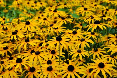 Parlak Sarı papatyalar çiçek arka plan. Rudbeckia çiçek Bahçe Wawel Castle, Krakow