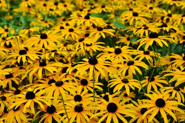 Fundo Floral Com Margaridas Amarelas Brilhantes Rudbeckia Flores Jardim Castelo — Fotografia de Stock