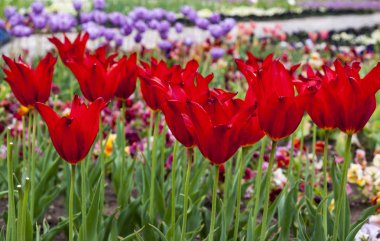 Güzel kırmızı laleler. Doğa arka planı. 