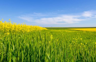 Colorful fields in spring. Romanian rural landscape with rape and wheat fields. clipart