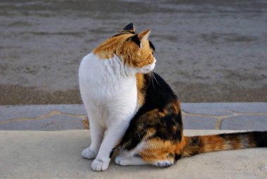 Sakin bir kedi profili, sokağın ortasında.. 