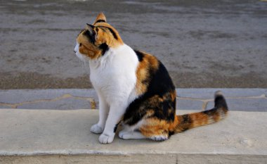 Sakin bir kedi profili, sokağın ortasında..