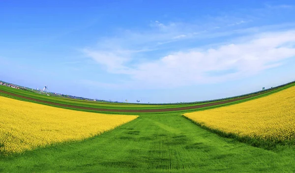 Kolorowe Pola Wiosną Rumuńskie Krajobrazy Wiejskie Polami Rzepaku Pszenicy — Zdjęcie stockowe