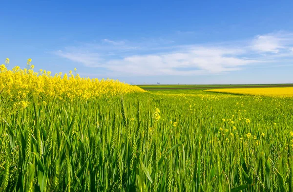 Lkbaharda Renkli Alanlar Tecavüz Buğday Tarlaları Ile Romen Kırsal Manzara — Stok fotoğraf