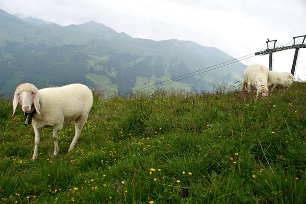 Schafe Auf Dem Gras Den Bergen — Stockfoto