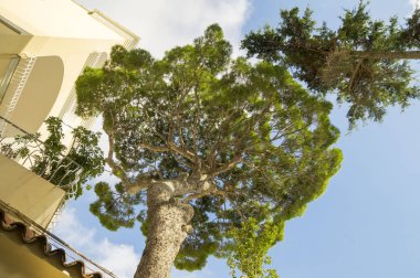 Capri Adası kıyısında ağaçlar ve inşa edilen villa