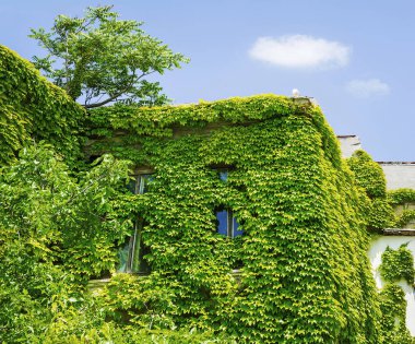 Yeşil ev. Sarmaşıkla kaplı ev.