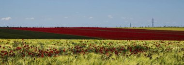 Kırmızı haşhaş alan görünümü