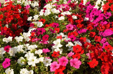 Bahçedeki renkli çiçekler.