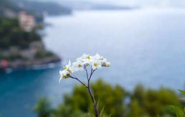 Gölün arkasında beyaz çiçekler