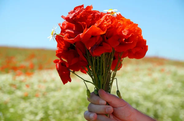 Poppies bouquet in a hand. Rural passion.