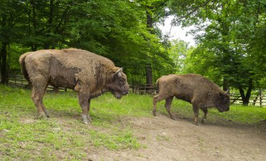 Hateg, Romanya - 21 Haziran 2015. Avrupa Bizonu içinde 'Hateg Bizon Rezervasyon', Romanya. 