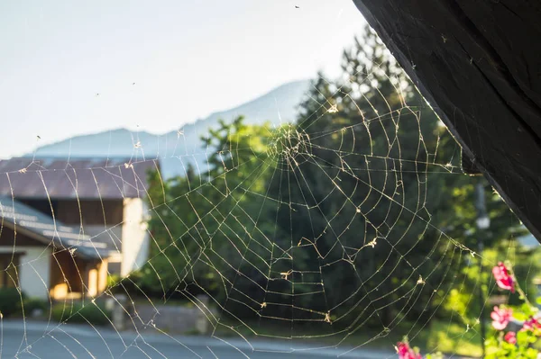 Spindelnät Morgonen Alperna — Stockfoto