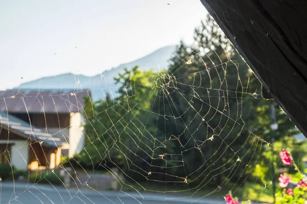 Pavučina Ráno Alpách — Stock fotografie