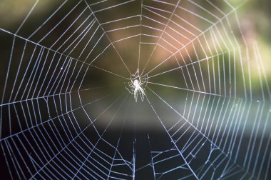 Ormandaki örümcek ağı