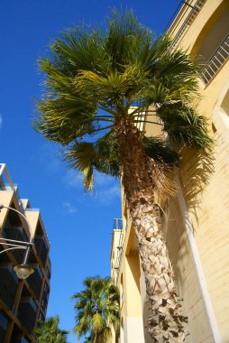 Saint Julian' s , Malta, Avrupa - 8 Kasım 2014. Malta Adası'nda palmiye ile Sokak görünümü, Avrupa'da her mevsim tatil. 