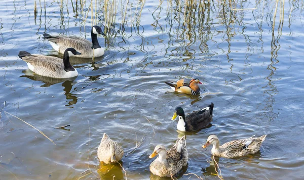 Birds Swimming Lake Daytime — Stock Photo, Image