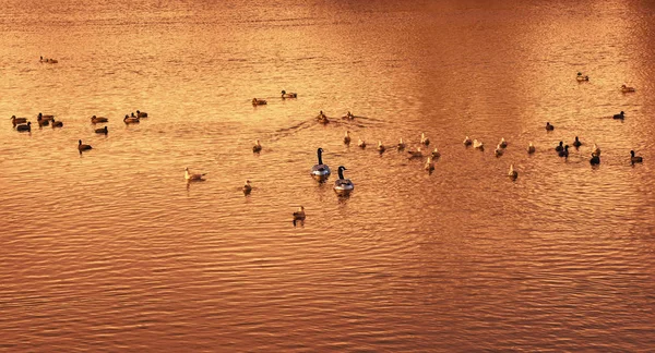 昼間湖で泳ぐ鳥たち — ストック写真