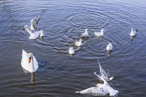 Πουλιά Που Κολυμπούν Στη Λίμνη Την Ημέρα — Φωτογραφία Αρχείου