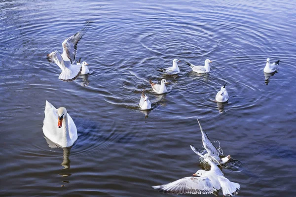 Πουλιά Που Κολυμπούν Στη Λίμνη Την Ημέρα — Φωτογραφία Αρχείου