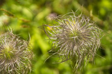 Duvar kağıdı çiçek arka plan . Renkli filtreler ile yaratıcı stil. Pulsatilla vulgaris (Alp pasque çiçeği), Alpdağları. 