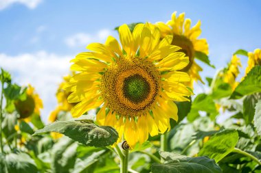 Ayçiçeği gökyüzü arka plan üzerinde yakın çekim