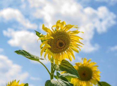 Ayçiçeği gökyüzü arka plan üzerinde yakın çekim